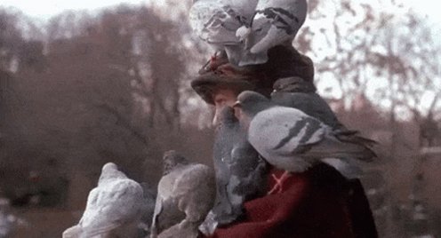 Pigeon Lady GIF