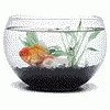 Fish Bowl GIF