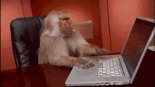 Monkey Developer GIF