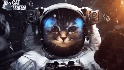 Cat Cat Token GIF