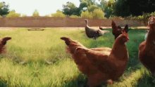 Roosters Weed Em And Reap GIF