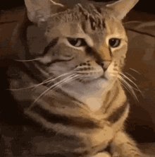 Are You For Real Cat GIF