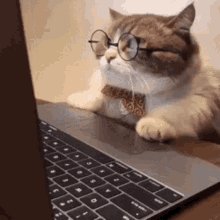 Gatinho Gato GIF