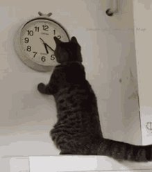 Cat Changing The Clock Chan...