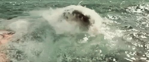 The Daily Jaws on Twitter: "Excluding #JAWS, what is your favorite #