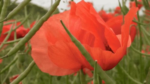 Poppy Rose GIF