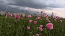 Pink Roses GIF