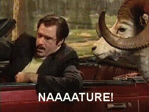 Will Ferrell Nature GIF