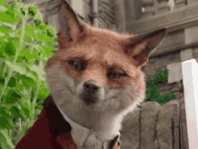 Fox Animal GIF