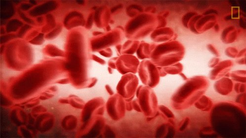 Red Blood Cells National Geographic GIF