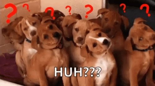 Confused Dogs GIF