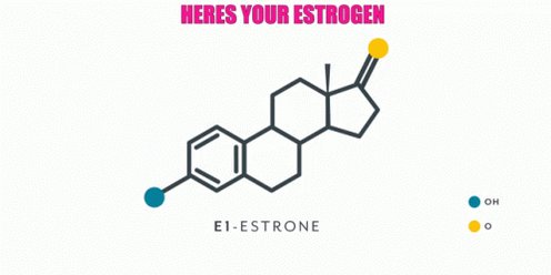 Estrogen Hormones GIF