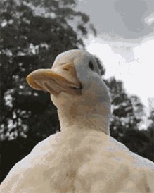 Duck Cest Moi GIF