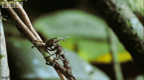 Ant Parasite GIF