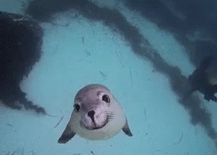 Seal Smile GIF