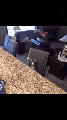 Pussy Cat Cute GIF