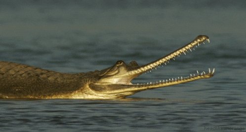 crocodile reptile GIF by He...