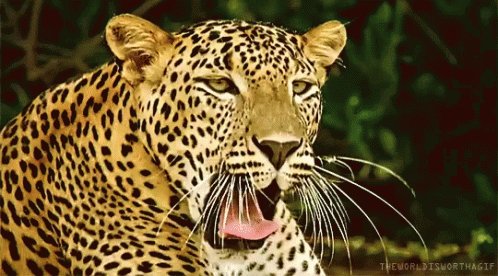 Leopard Big Cat GIF