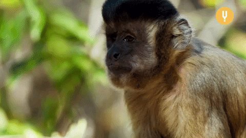 Spy In The Wild Monkey GIF by CuriosityStream