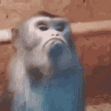Mad Monkey GIF