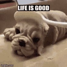 Life Is Good GIF