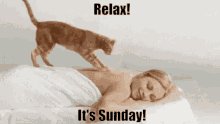 Relaxing Cat GIF