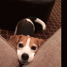 Happy Dog GIF  Man sieht einen Hund mit weißer Schnauze, br