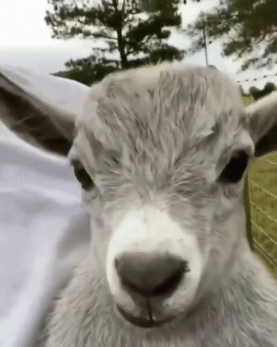 Goat GIF