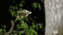 Flying Squirrel The Cutest ...