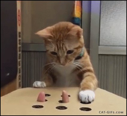 gif with a cat playing Whack a mole with human finger 