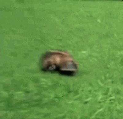Platypus Run GIF