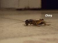 Cricket Chirp GIF