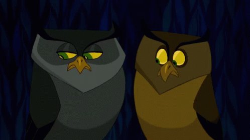 Owls Look At Each Other GIF