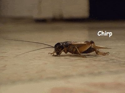 crickets GIF