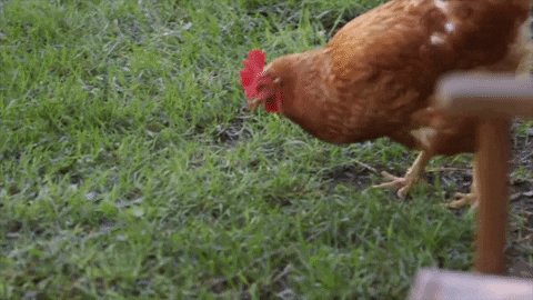 Chicken Poule GIF by La vra...