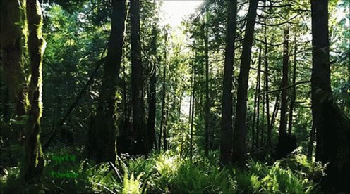 Forest Sun Rays GIF