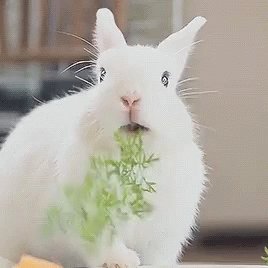 Bunny Bunny Rabbit GIF