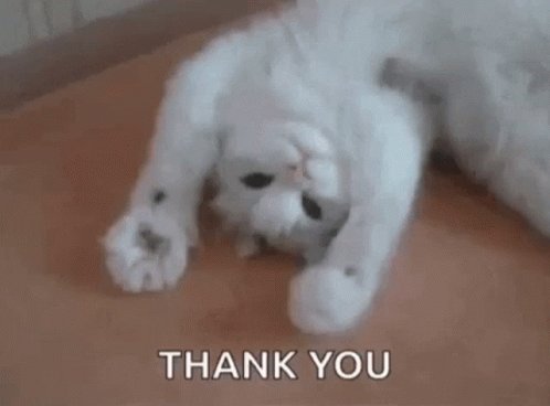 Catthankyou GIF