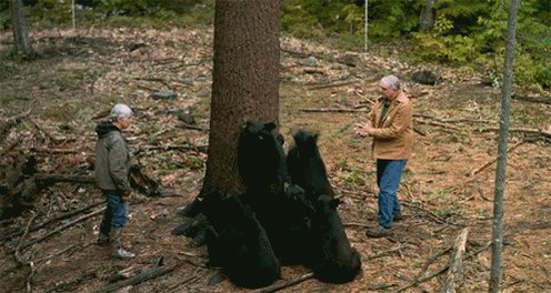 A group of juvenile brown bears (6) go straight up a pine tr