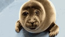 ITS HIS BIRTHDAYYY HAPPY BIRTHDAY SILLIEST SEAL EVER! 