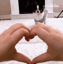 Dog Doggo GIF