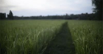 Tall Grass GIF