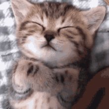Cat Sleep GIF