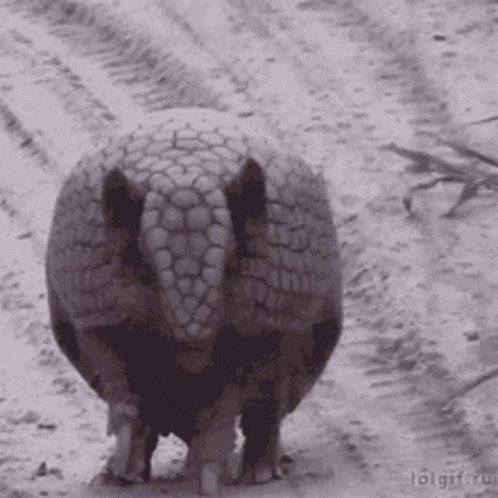 Armadillo Bye GIF