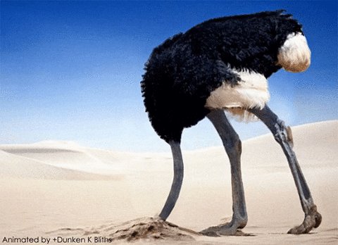 An animated GIF of a large black ostrich with its head in sa