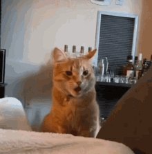 Jinki948 Cat GIF