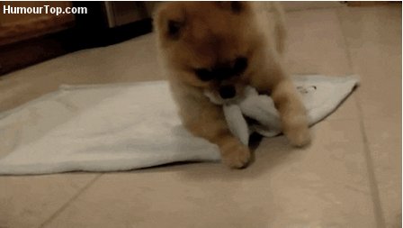 funny puppy GIF