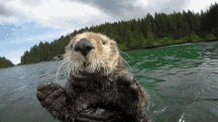 Otter Cute GIF