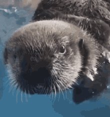 Otter Sea Otter GIF