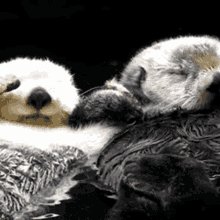 Otter GIF